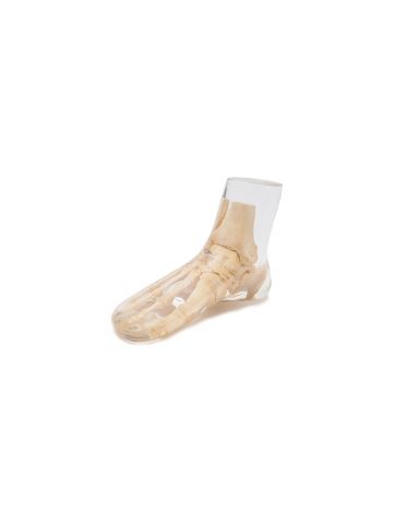 X-Ray Phantom Foot, transparent