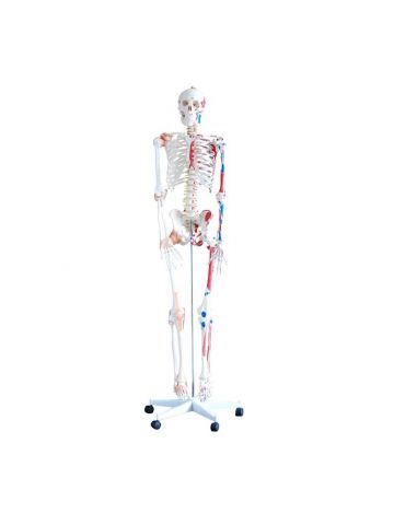 שלד עם שרירים ורצועות בגובה 180 ס"מ