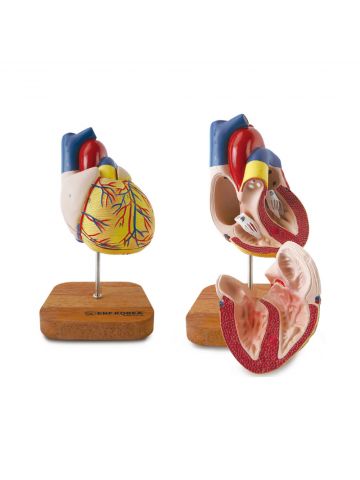 European Style Heart Model