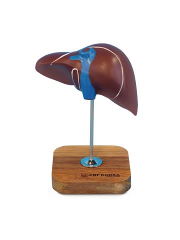 Liver Model