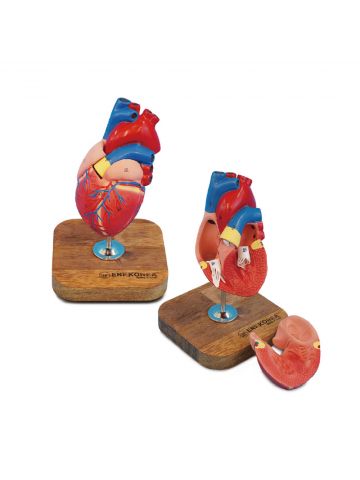 Life Size Heart Model 2 Parts